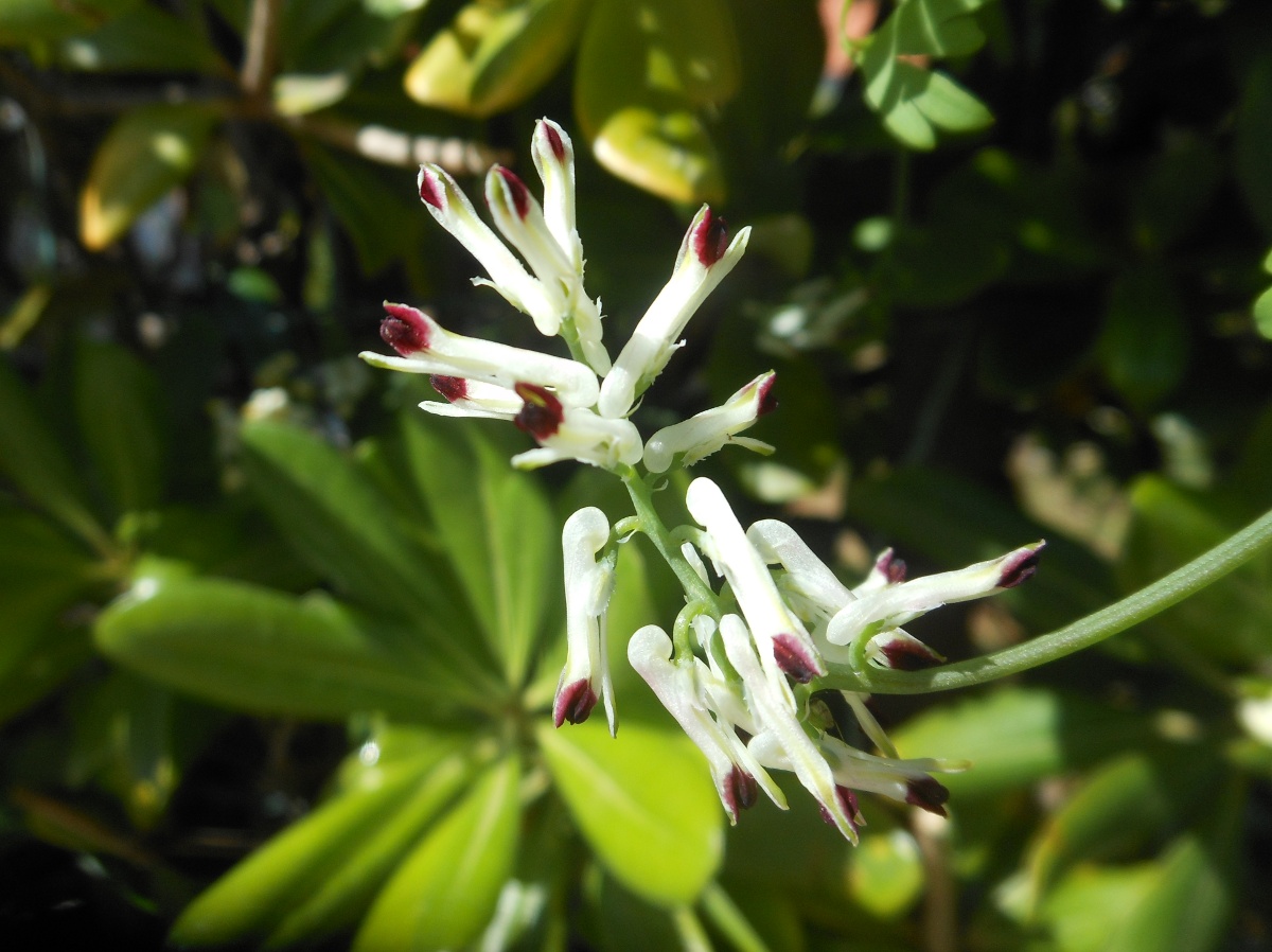 Fumaria flabellata / Fumaria a ventaglio